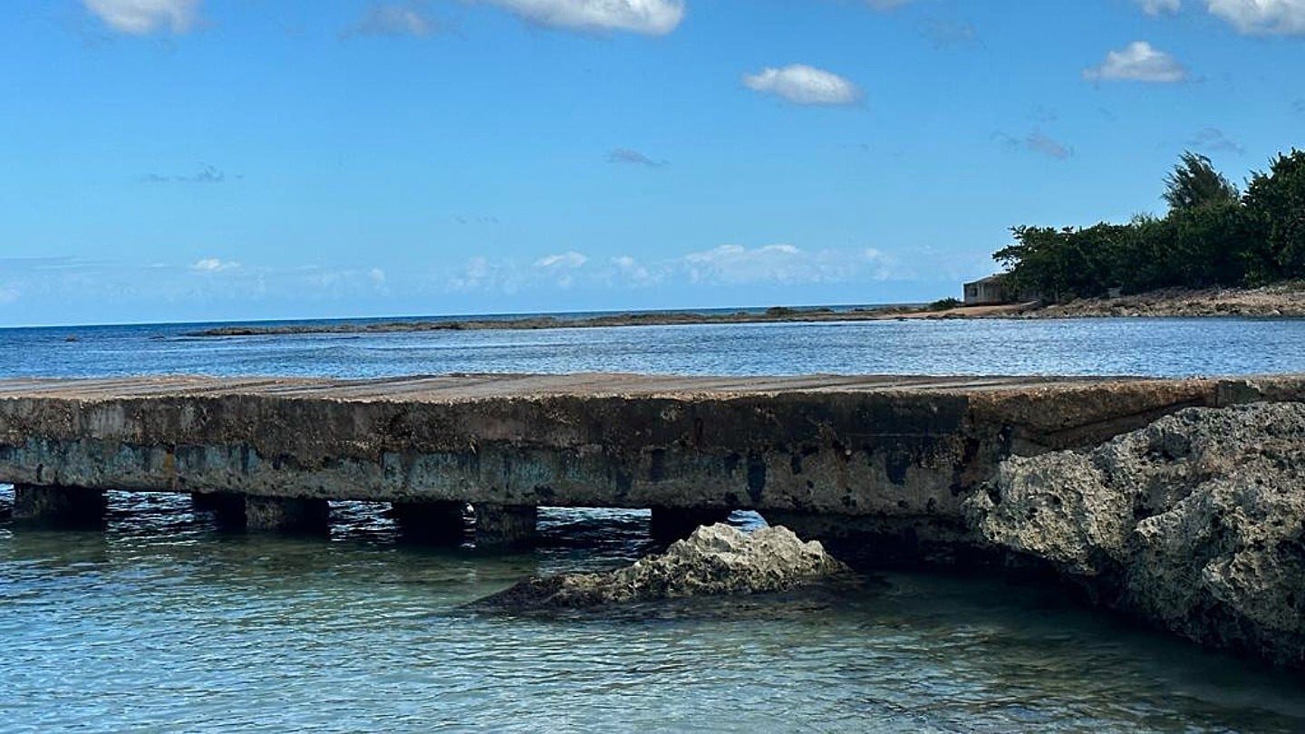 Detectan por primera vez en Cuba una microalga tóxica asociada a la ciguatera