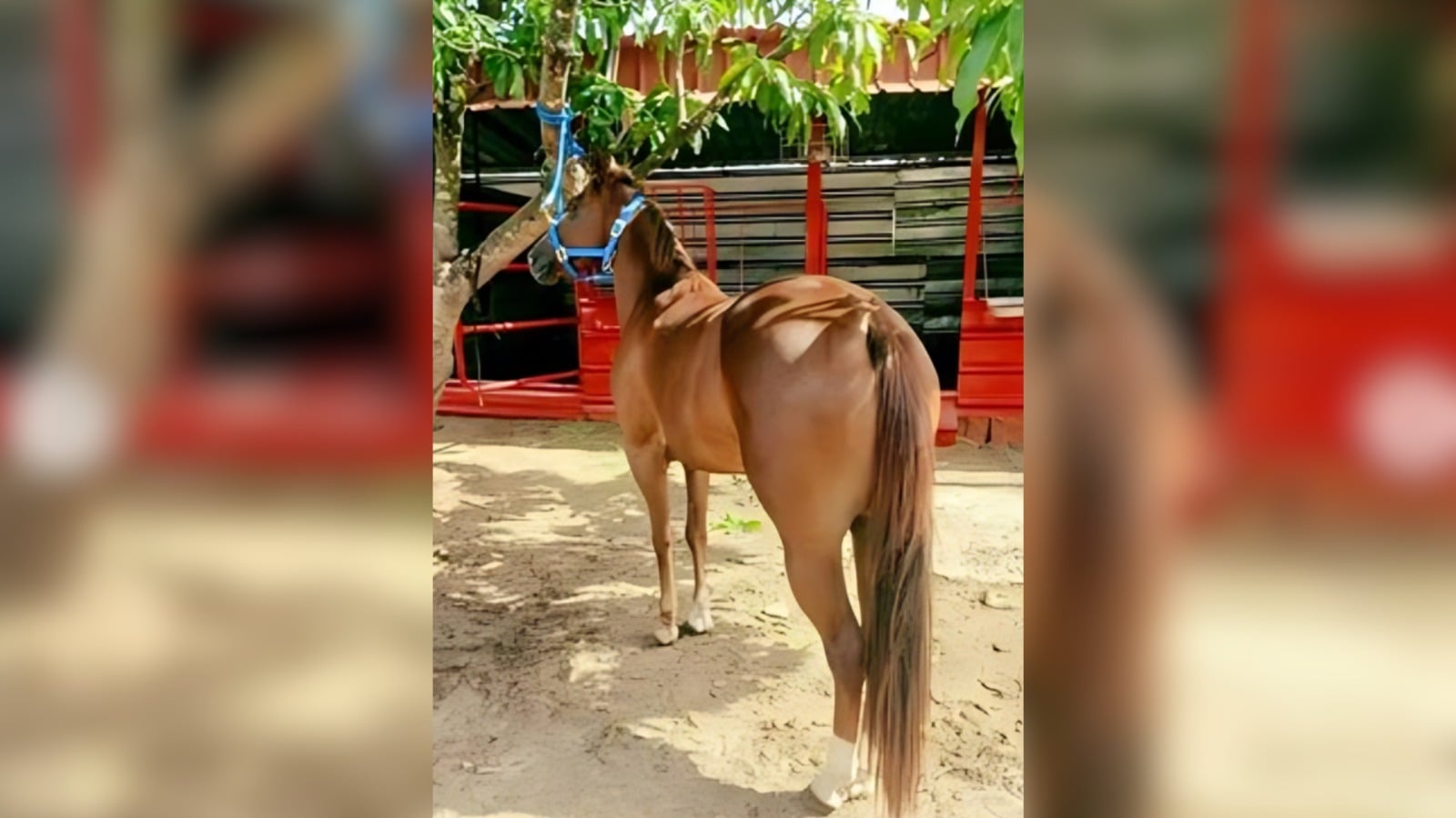 Roban un potro en San José de las Lajas y ofrecen 200 mil pesos por encontrarlo