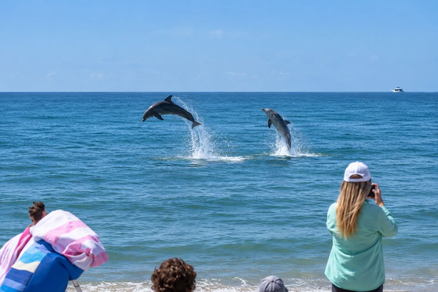 Delfines saltan en playa de Florida