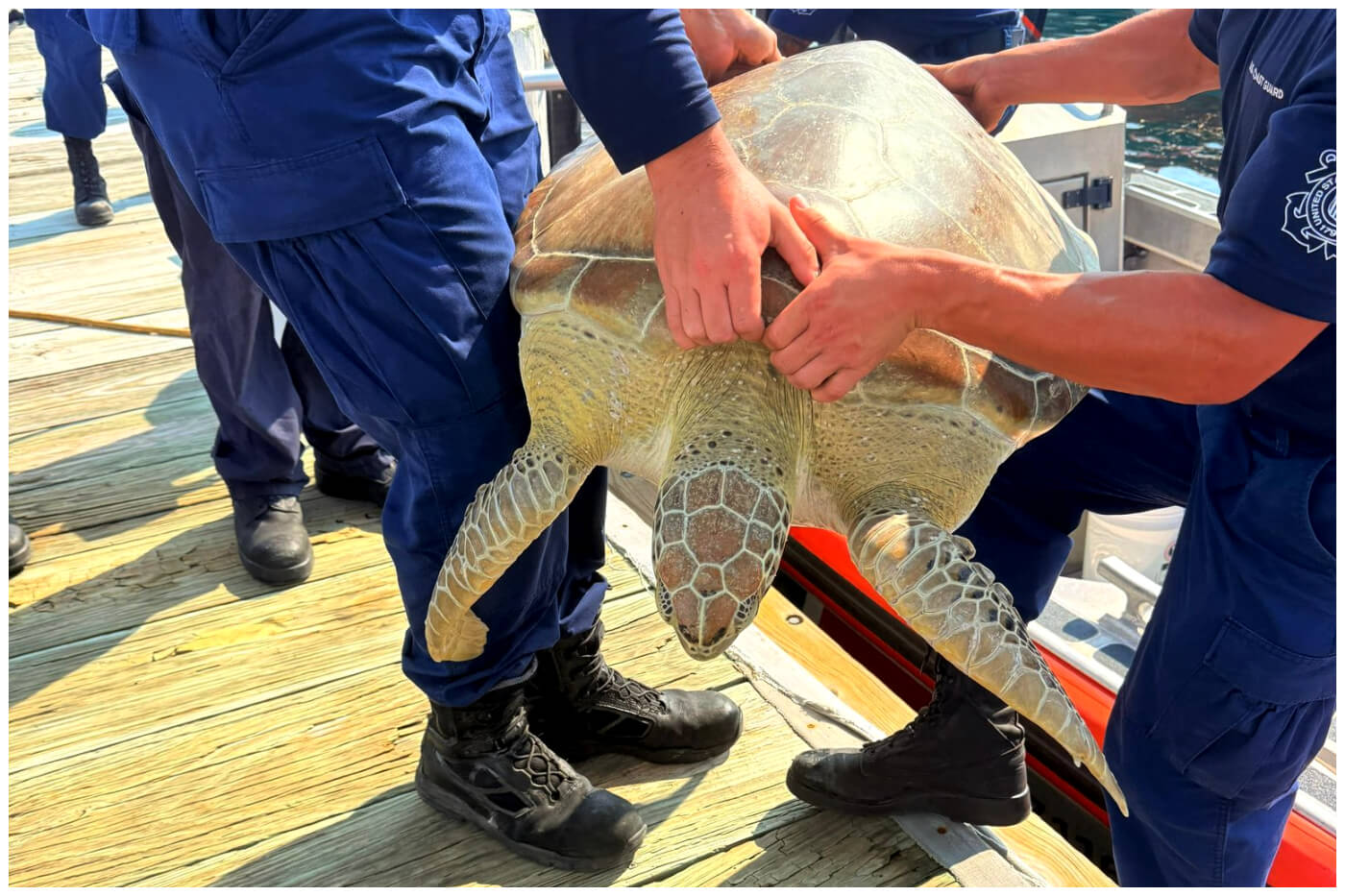 Tortuga rescatada por la guardia costera de EEUU.