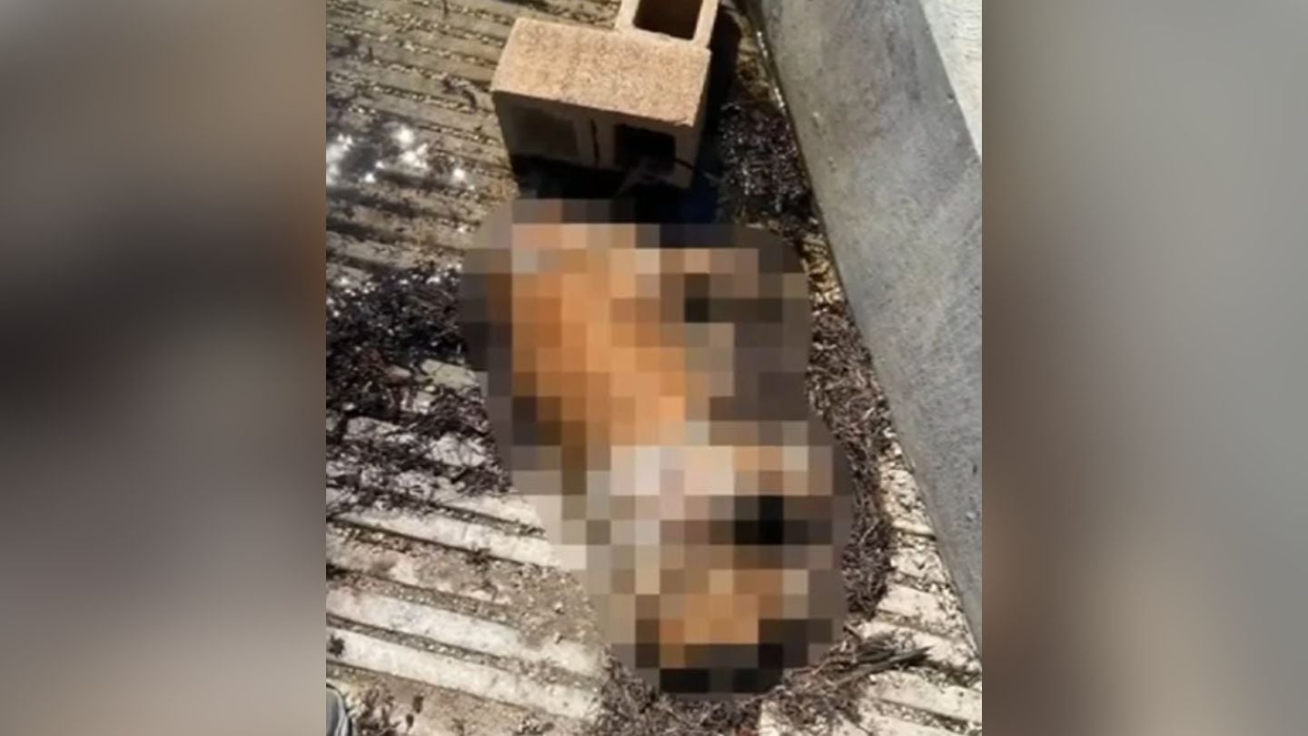 Cruel fin para un perrito en Miami buscan a sospechoso de un espeluznante caso de maltrato animal