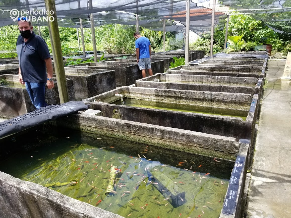 ¿Dónde está el pescado en Cuba? Capturas se desploman mientras los precios alejan el producto de las mesas