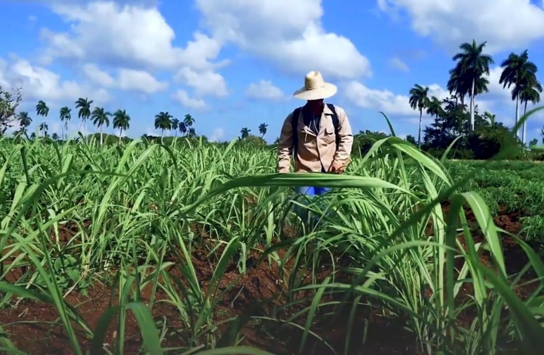 Cuba participa en foro mundial de alimentación mientras la escasez golpea a la población